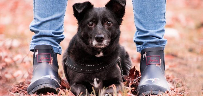 Hund Hellblaue Jeans Schuhe